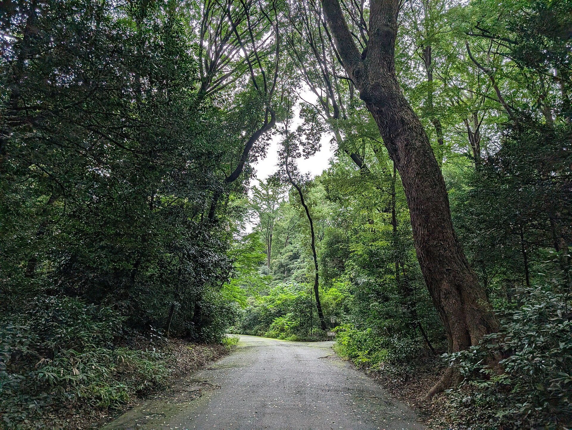 100年後を見据えた「森の世代交代」のプログラミング